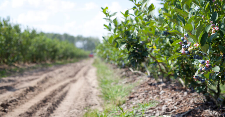 What Happens To Maine Blueberry Fields The Week After The Last Harvest