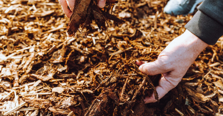 This Common Mulching Mistake Could Be Attracting More Ticks To Your New Jersey Yard