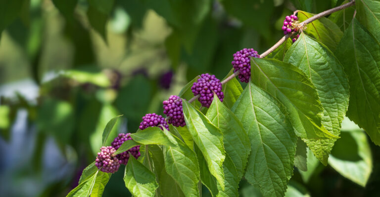 The Porch Plant Big Texas Stores Rarely Carry That Repels Mosquitos