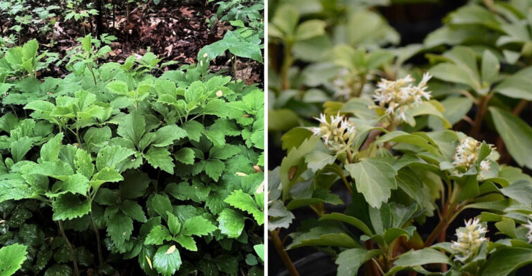This Georgia Groundcover Is Worth Planting Instead Of Monkey Grass This Fall