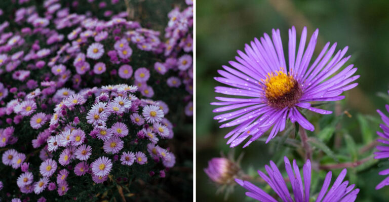 This Native Perennial Puts On A Blaze Of Fall Color For Fading Wisconsin Gardens
