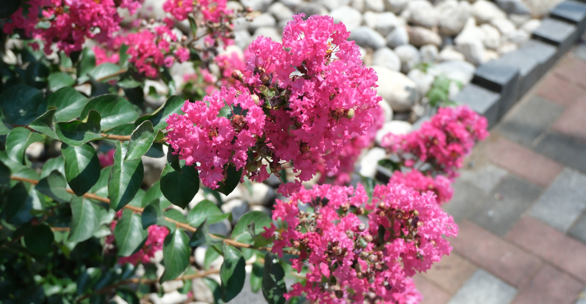 crape myrtle