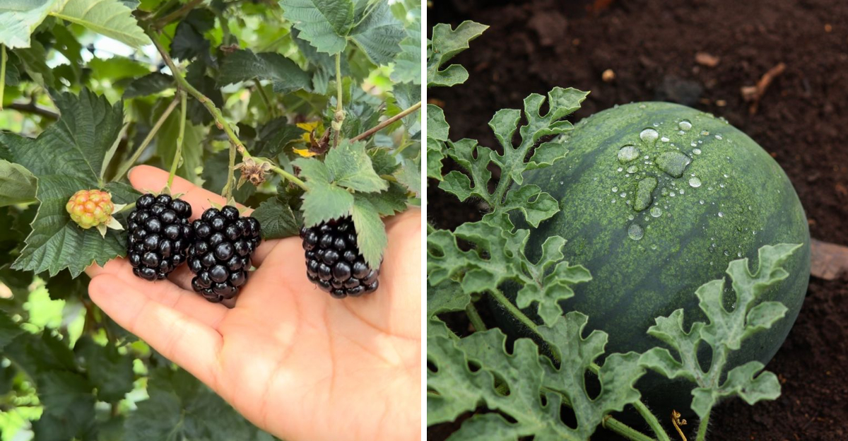 blackberries and watermelon