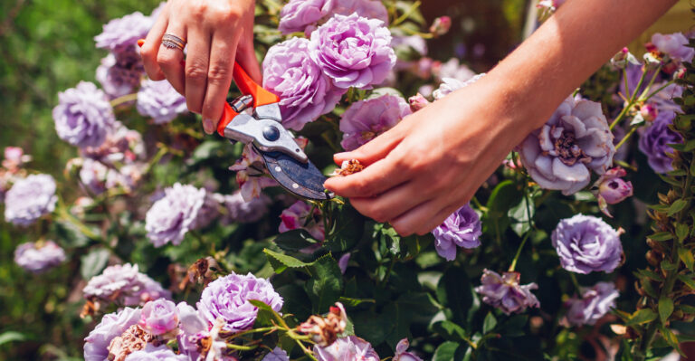 The Rose Task That Triggers A Second Bloom Flush In Virginia Gardens
