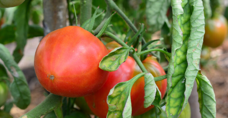 Why Tomato Plants Wilt In Minnesota Summers (And What To Do About It)