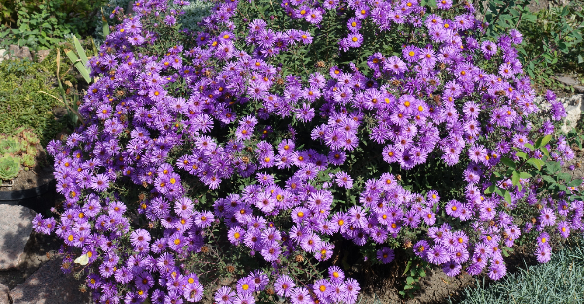 new england aster