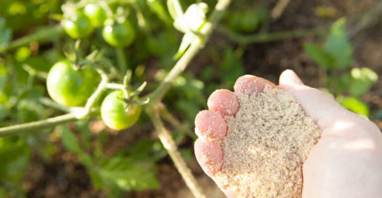When Oregon Gardeners Should Stop Fertilizing Tomatoes So The Fruit Actually Ripens