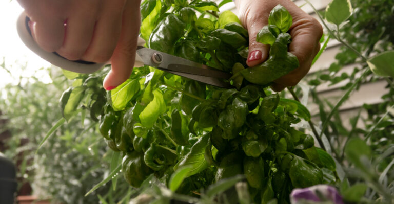 basil harvest