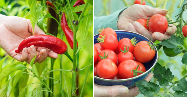 harvesting peppers and tomatoes