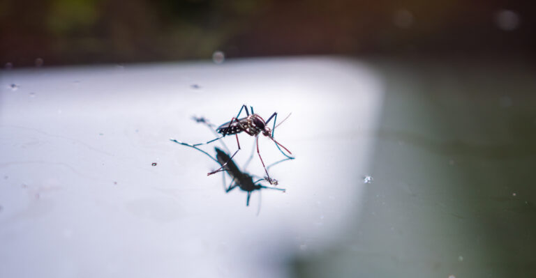 Mosquitoes (featured image)