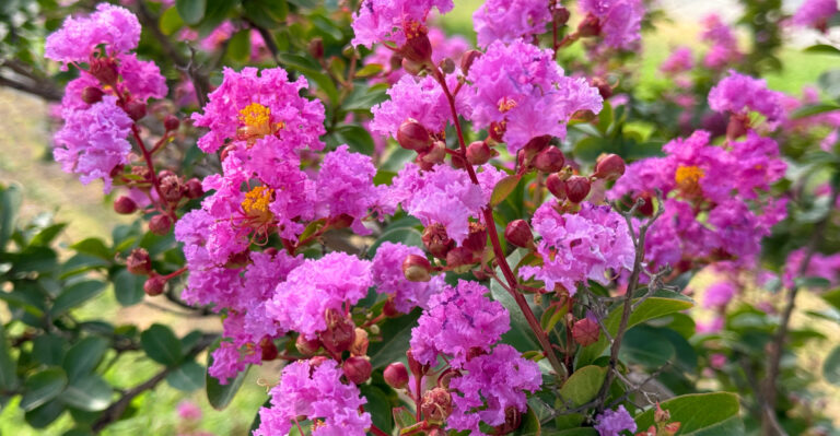 What North Carolina Crape Myrtles Need In August After Their First Flush Of Blooms