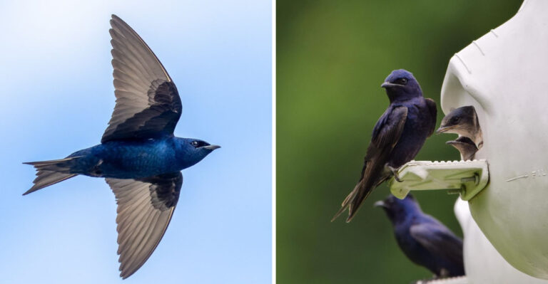 More Purple Martins In Your Texas Skies Means Fewer Mosquitos In August