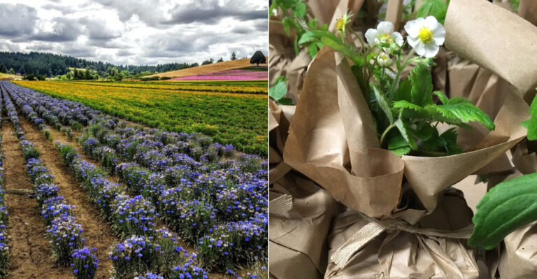 Where Oregon Gardeners Can Find Native Seeds That Big-Box Stores Rarely Carry