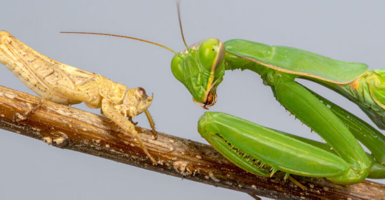More Praying Mantises Near Your Texas Home Means Fewer Grasshoppers (Here’s How To Attract Them)