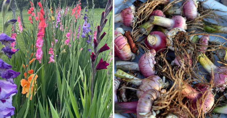What North Carolina Gardeners Should Do With Gladiolus Corms Now For A Better Show Next Year
