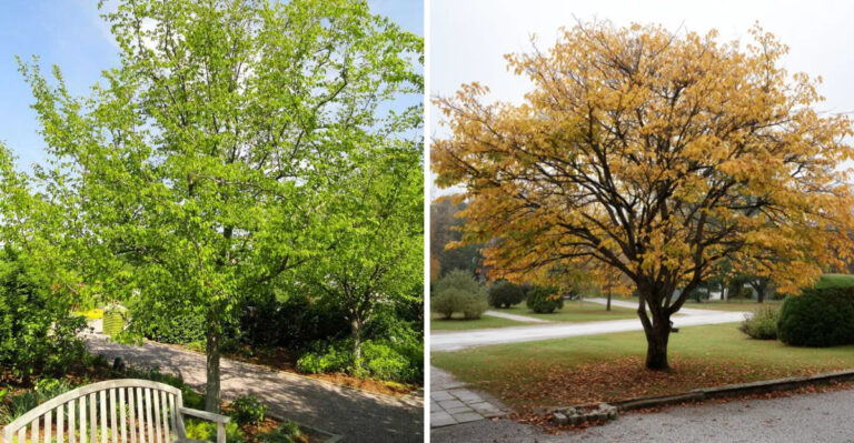 This Georgia Native Tree Has One Advantage Over Dogwoods In Difficult Yard Spots
