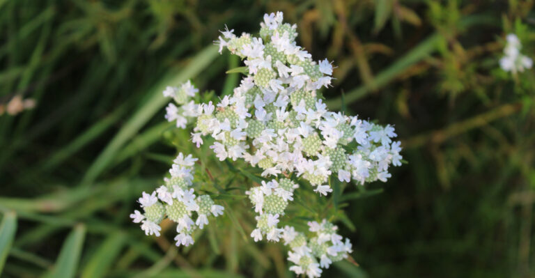 mountain mint