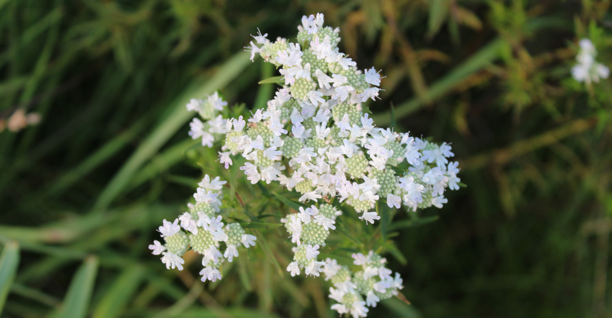mountain mint