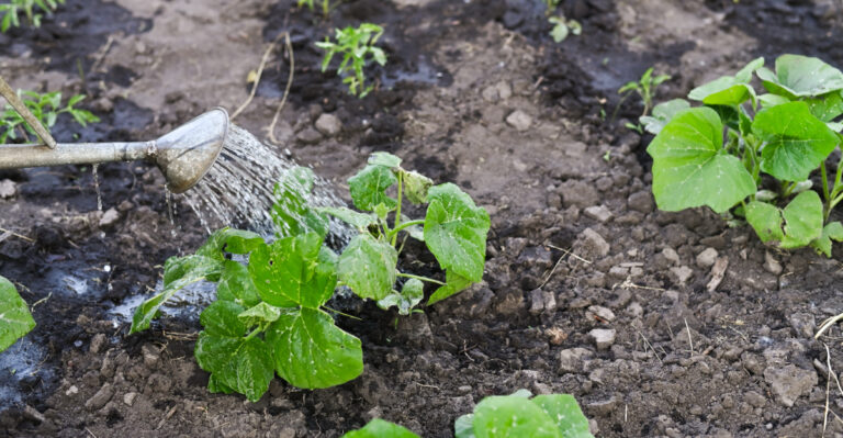 The Watering Mistake That Invites Squash Bugs Into Oregon Gardens