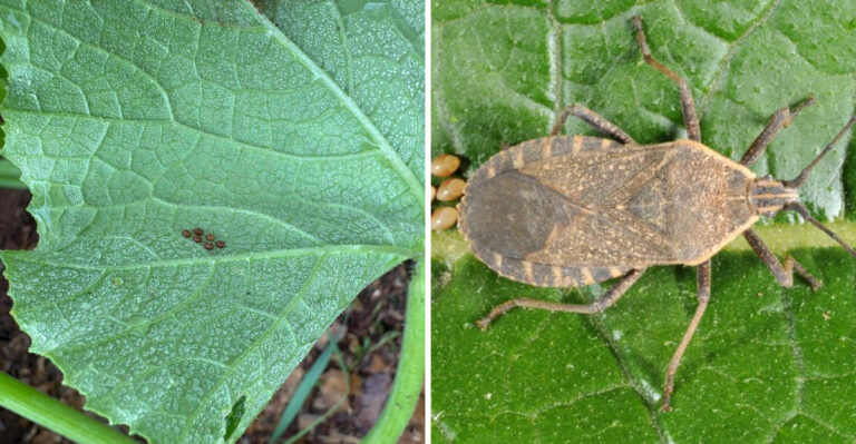 What It Means When Squash Bugs Cluster Under Your Pennsylvania Melon Leaves