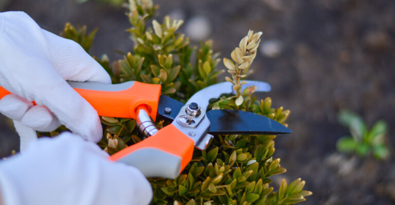 boxwood pruning
