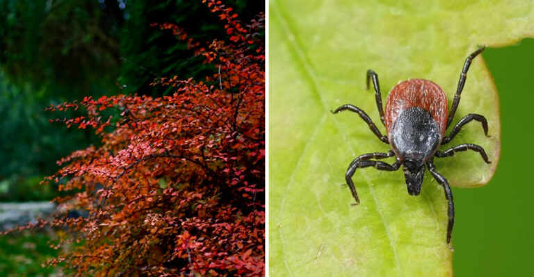 japanese barberry and tick