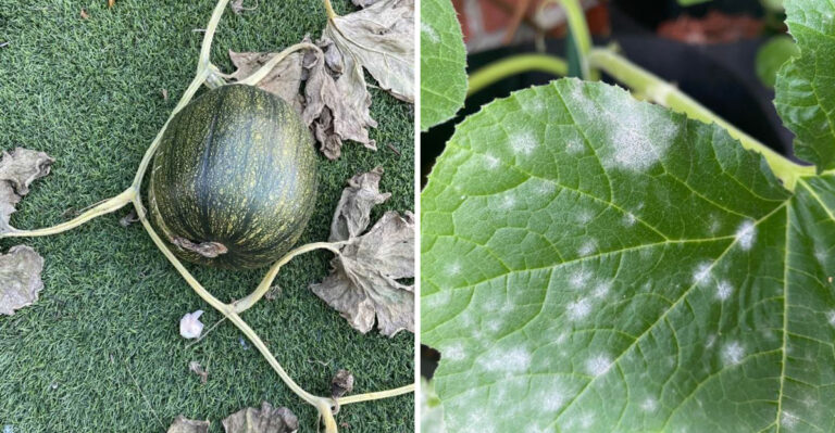 What It Means When Powdery Mildew Coats Your Pennsylvania Pumpkins Overnight