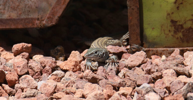 Western Whiptail Lizard (featured image)