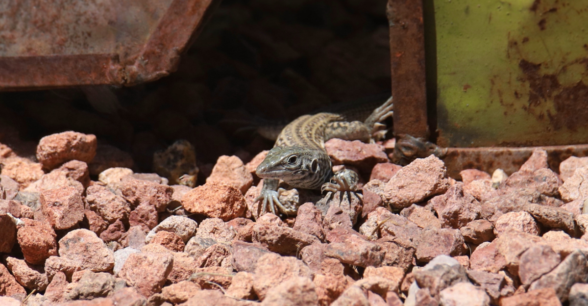 Western Whiptail Lizard (featured image)