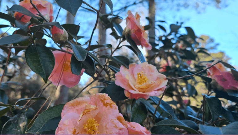 What North Carolina Gardeners Do Differently To Get Camellias That Bloom Heavy Through Winter