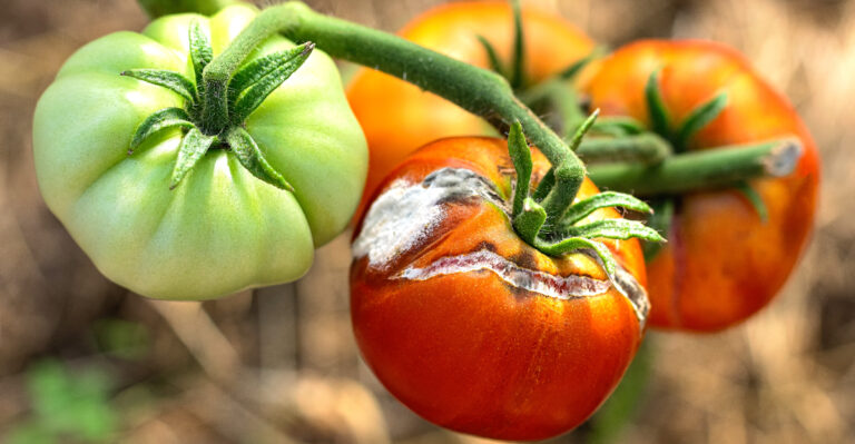 Stop Leaving Early Tomatoes On The Vine In Ohio Heat