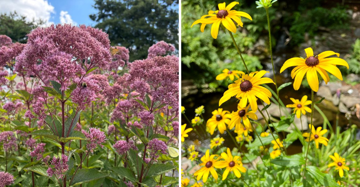 joe pye weed and black eyes susan