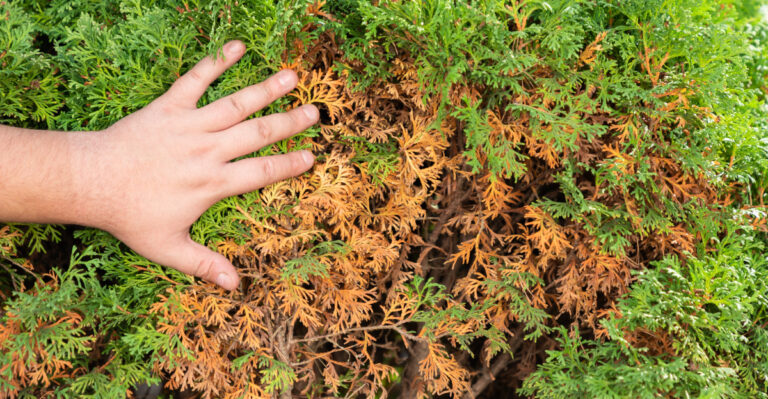 What Yellowing Arborvitae Really Means During An Oregon Drought Year