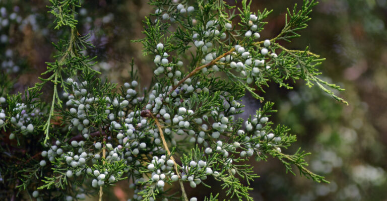 The Native Tree New Yorkers Are Planting For Privacy (Minimal Pruning Required)