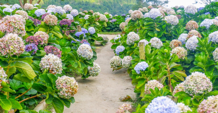 hydrangeas