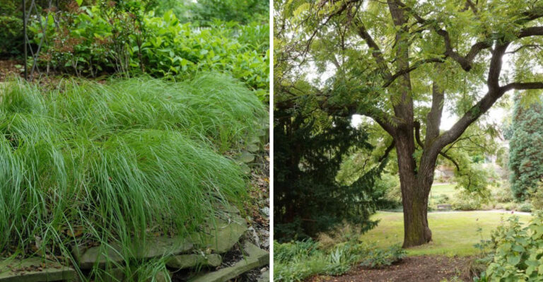 The Michigan Native That Handles Dry Shade Under Black Walnut Better Than Most Perennials