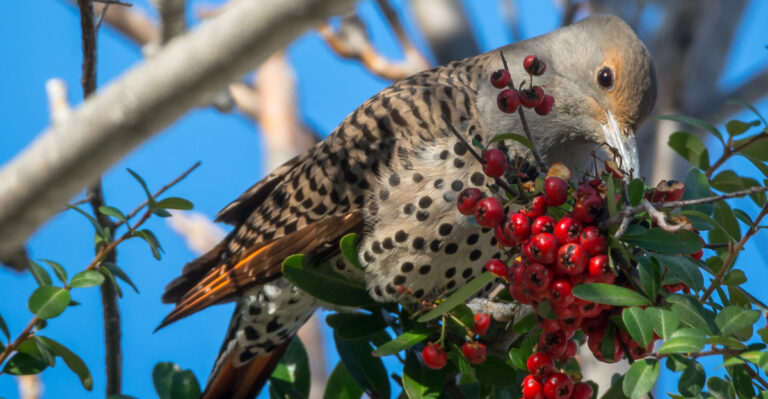 The Oregon Berries Birds Depend On As Summer Turns To Fall