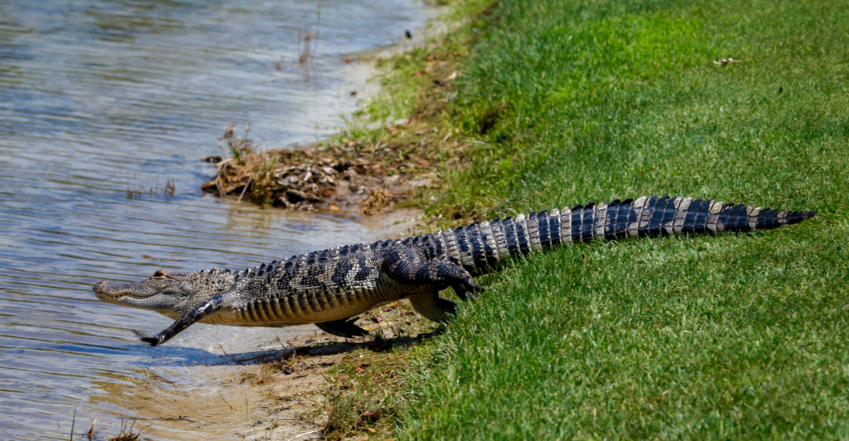 alligator