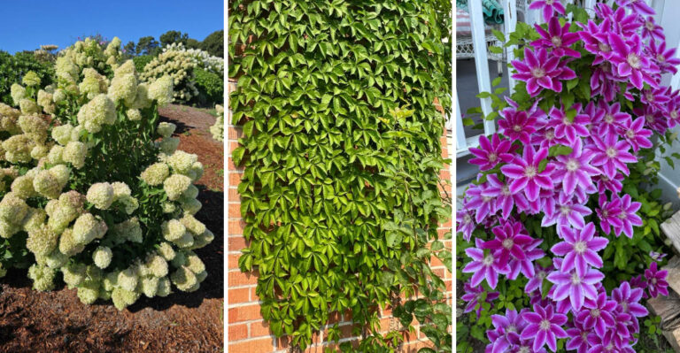 These Oregon Plants Make A Backyard Feel Cooler Without Needing A Shade Tree