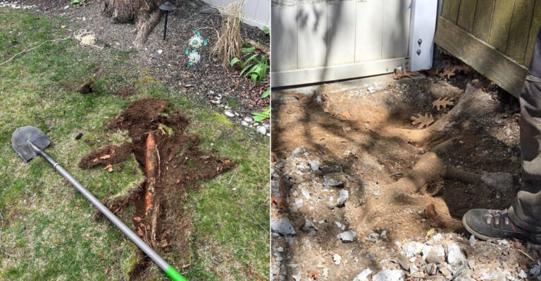 Can An Oregon Neighbor Legally Cut Your Tree Roots After They Cross The Property Line?