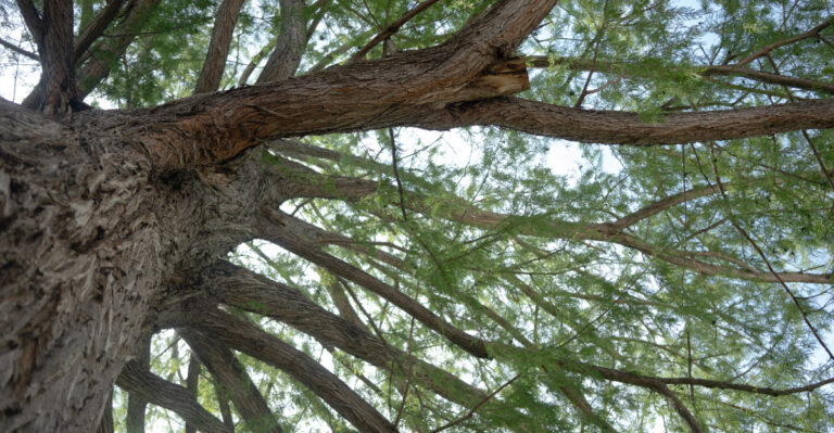 bald cypress