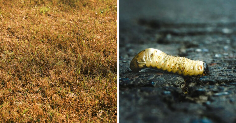 Diagnose Grub Problems By Spotting These Illinois Lawn Signs