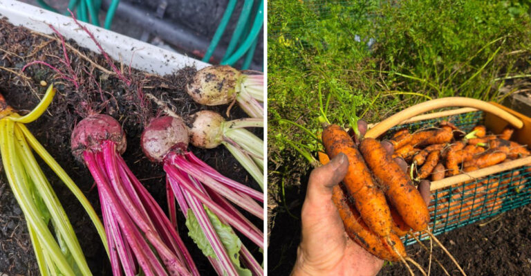 The Root Vegetables Pennsylvania Gardeners Should Sow Now For Fall