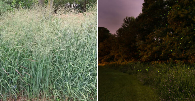 The Georgia Native Plant That Can Support Fireflies After Summer Storms