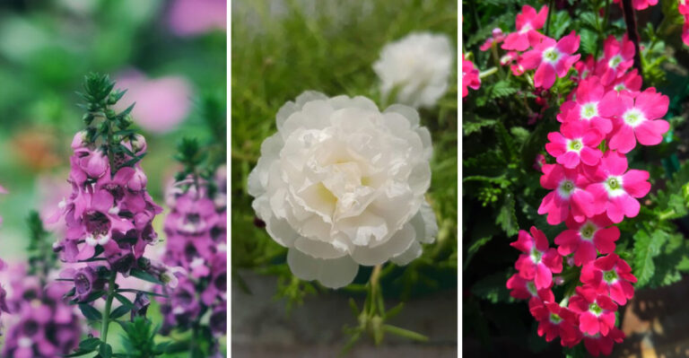 These 8 Prolific Bloomers Come Surprisingly Close To Flowering Year-Round In New Mexico