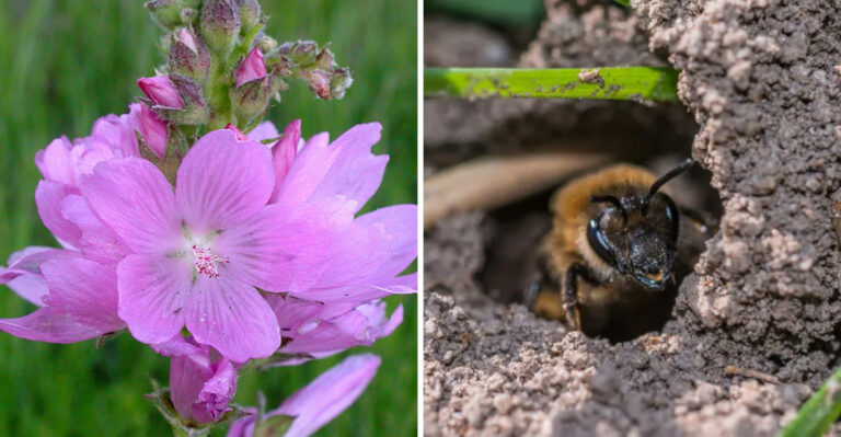 8 Tips To Turn One Oregon Lawn Edge Into A Fall-Planted Pollinator Strip