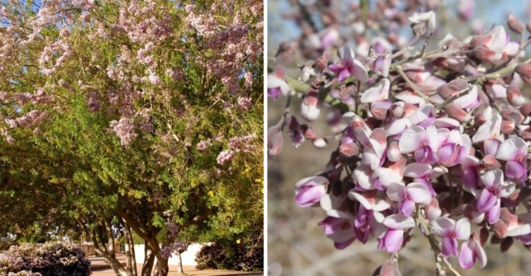 The Shade Tree Arizona Gardeners Are Choosing For Yards That Reach 104°