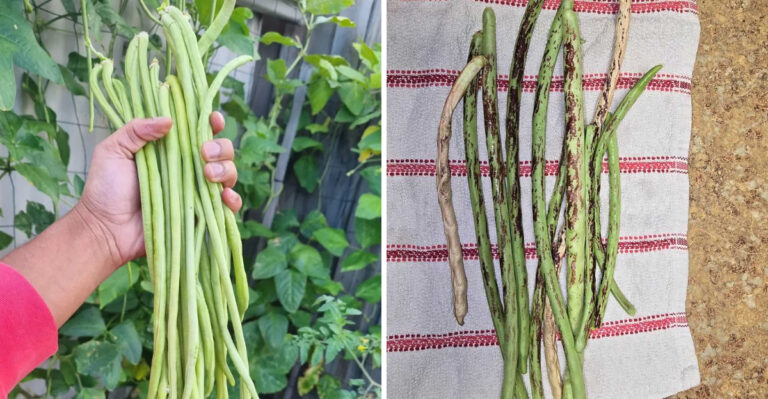 Why Texans Should Grow Yardlong Beans Along Their Fence This August