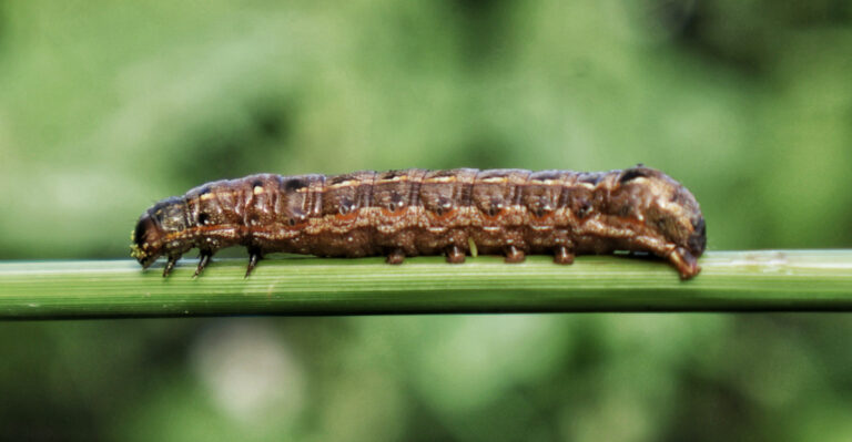Stop Fall Armyworms Before They Turn Your Georgia Lawn Brown Overnight