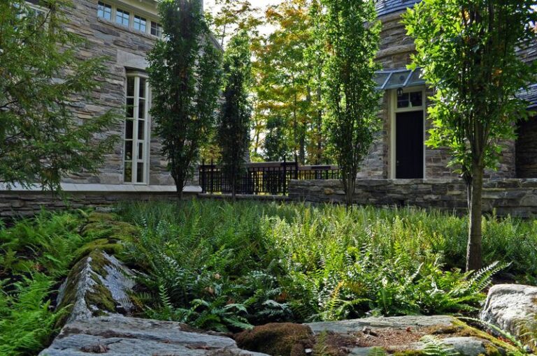 Native North Carolina Ground Covers That End The Bark Mulch You Rebuy Around Every Shrub Bed